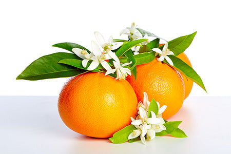 Neroli Fragrance Oil 15868