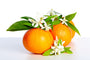Neroli Fragrance Oil 15868
