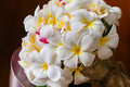Plumeria Fragrance Oil 15991