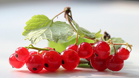 Red Currant Fragrance Oil 16038