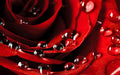 Rose Petals Fragrance Oil 16060