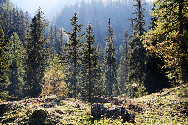 Siberian Forest Fragrance Oil 16114