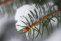 Sugared Spruce Fragrance Oil 16926
