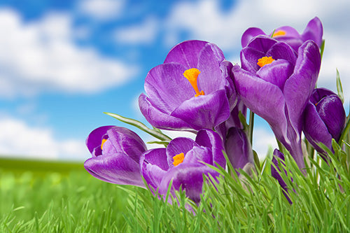 Violet Leaf & Sweet Grass Fragrance Oil 17043