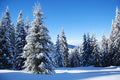 White Woods Fragrance Oil 17138